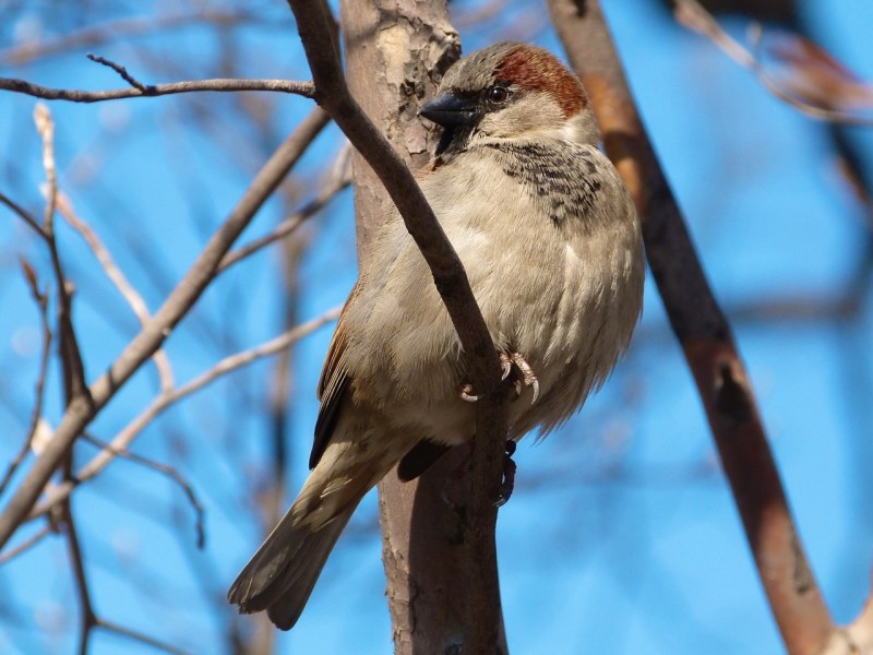 House Sparrow, Central Park NYC