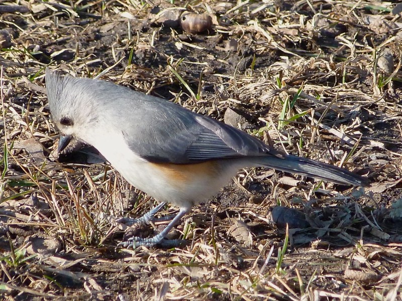 Tufted Titmouse (2) Central Park NYC