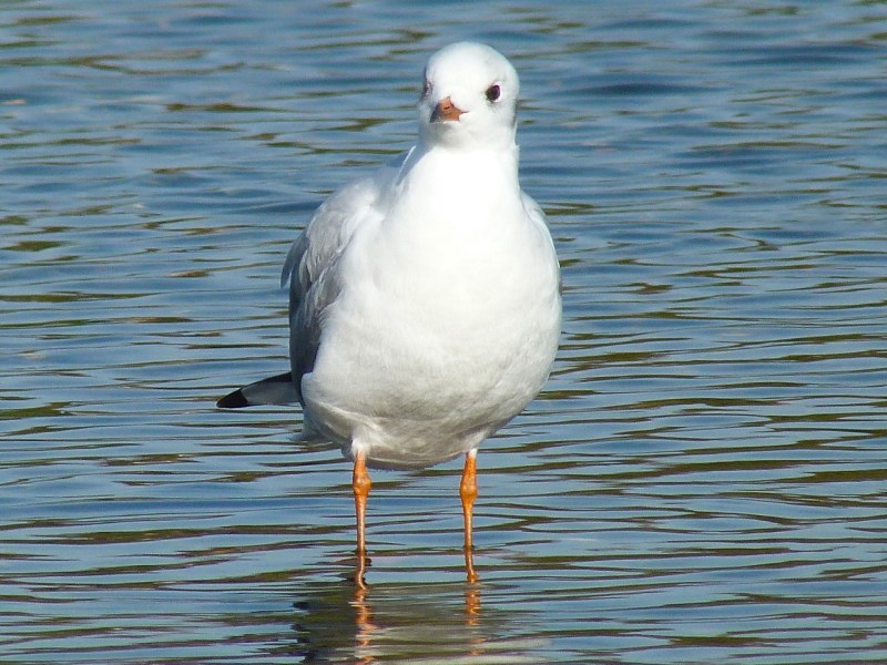 Black-headed Gull Preening, WWT Barnes08