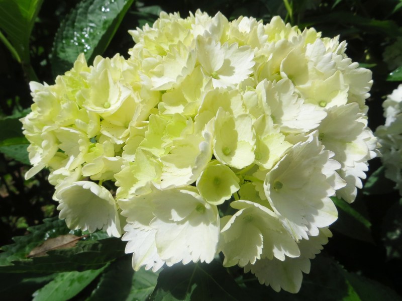 Hydrangeas, Trebah Gardens, Cornwall 10