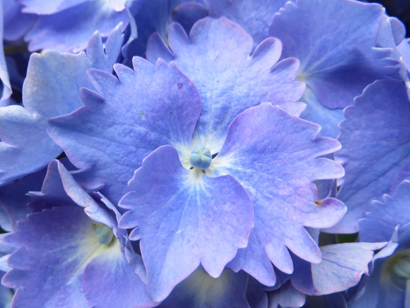 Hydrangeas, Trebah Gardens, Cornwall 12