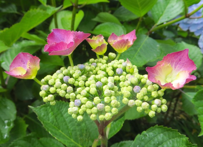 Hydrangeas, Trebah Gardens, Cornwall 15