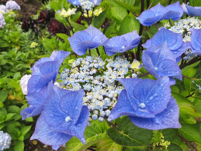 Hydrangeas, Trebah Gardens, Cornwall 3