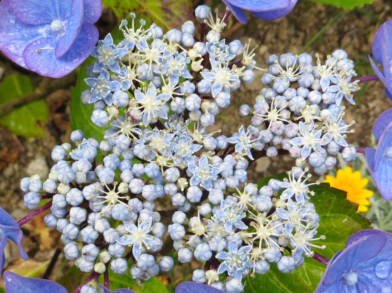 Hydrangeas, Trebah Gardens, Cornwall 4