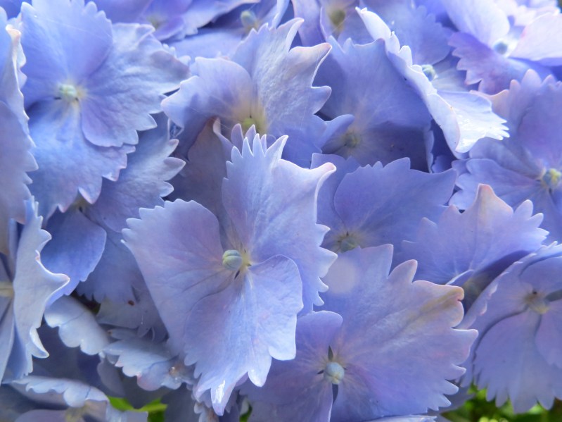Hydrangeas, Trebah Gardens, Cornwall 5
