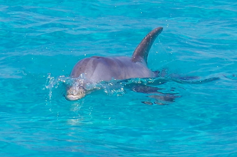 Bottlenose Dolphins, Rocky Point, Abaco (Keith Salvesen : BMMRO) 7