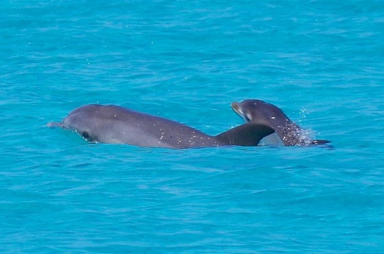 Dolphin Mother & Calf Abaco 12