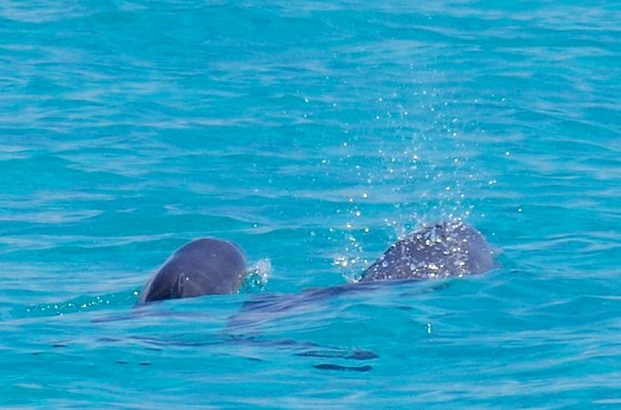 Dolphin Mother & Calf Abaco 6
