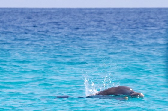 Dolphin Mother & Calf Abaco 9