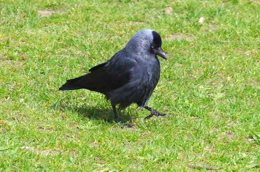 JACKDAW 15-1