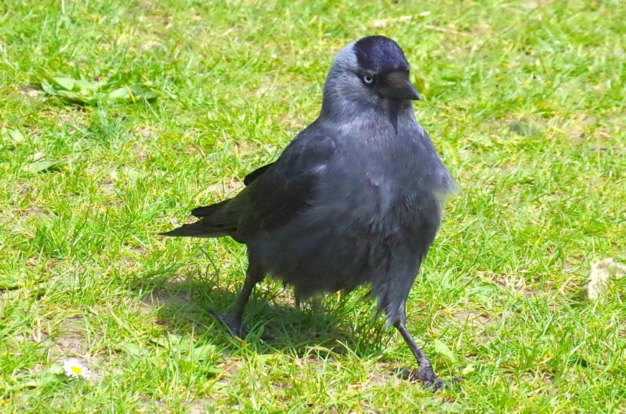 JACKDAW 15-2