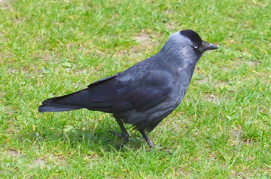 JACKDAW 15-3