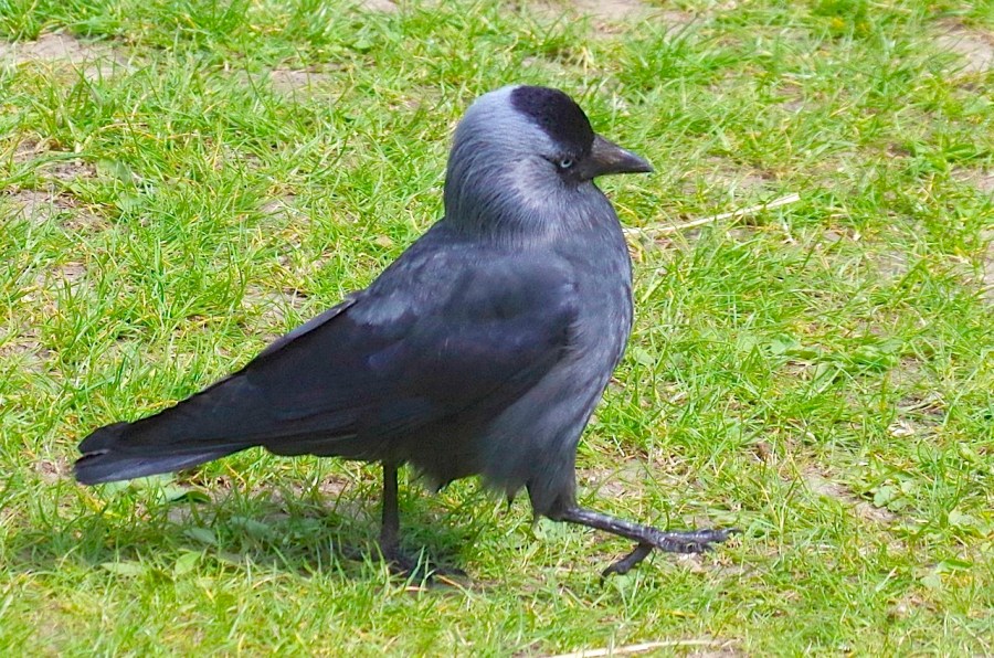 JACKDAW 15-4