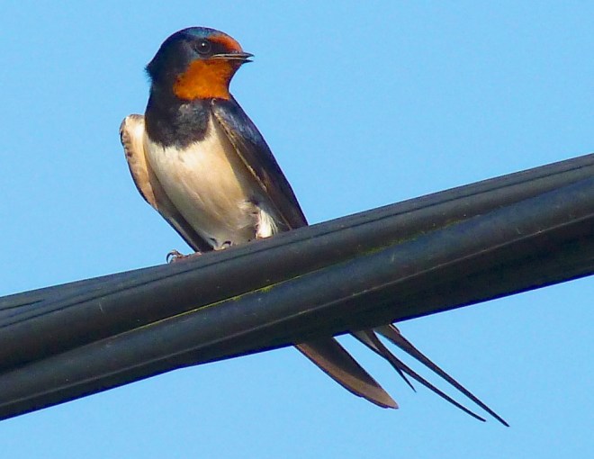 swallow-dorset-9