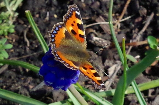Tortoiseshell Butterfly Dorset 1