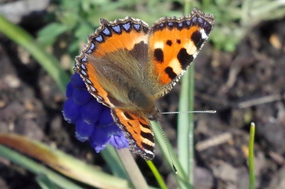 Tortoiseshell Butterfly Dorset 2
