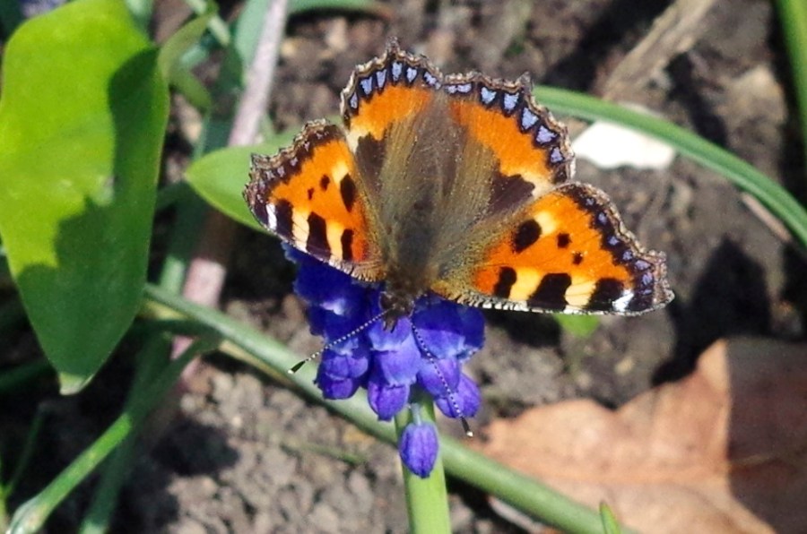Tortoiseshell Butterfly Dorset 4