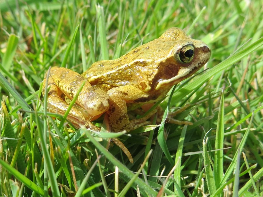 Frog Totnell 2015 10