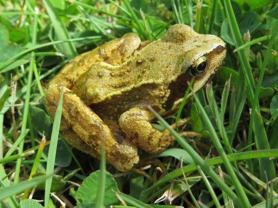 Frog Totnell 2015 2