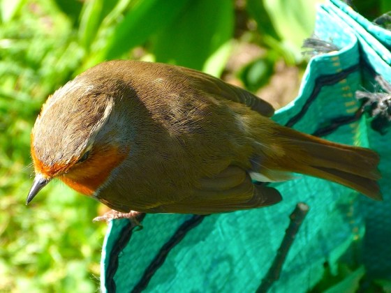 Garden Robin West London 3