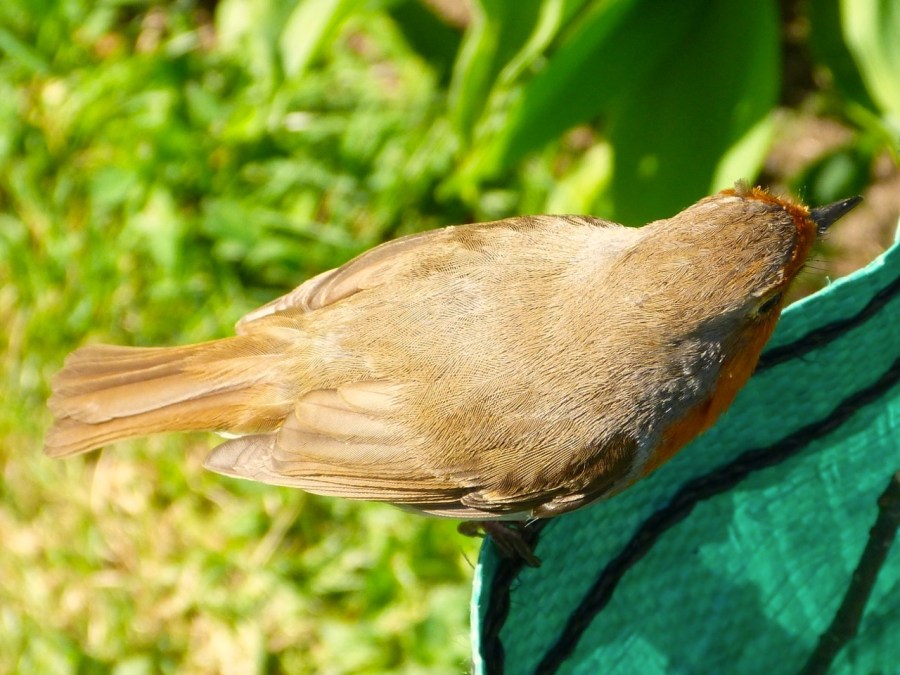 Garden Robin West London 2
