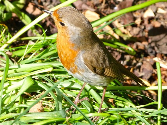 Garden Robin West London 1