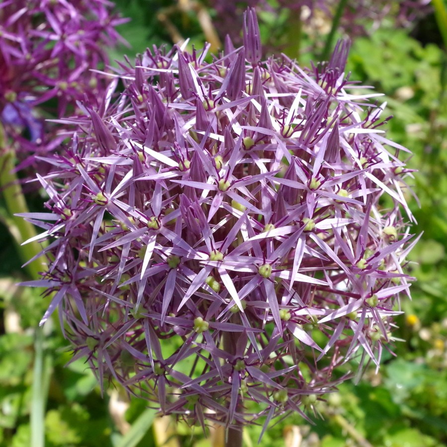Allium Heads, Dorset