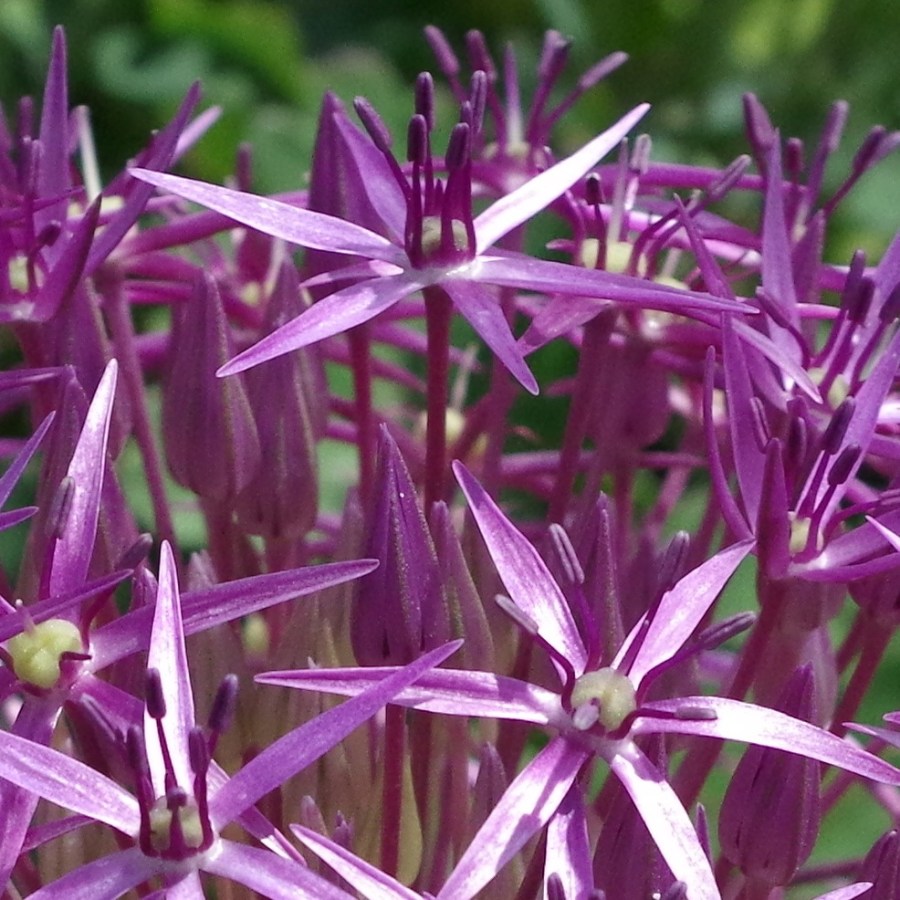 Allium Heads, Dorset