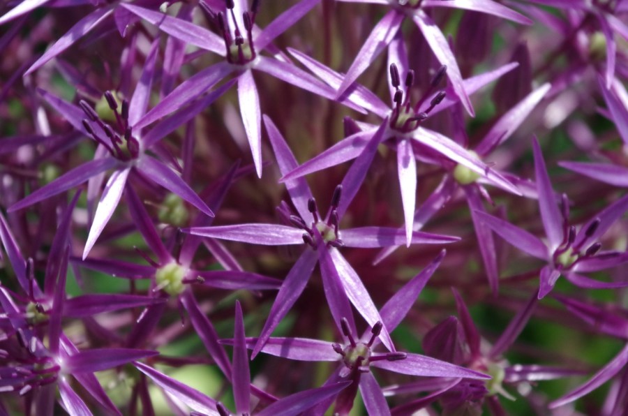 Allium Heads, Dorset