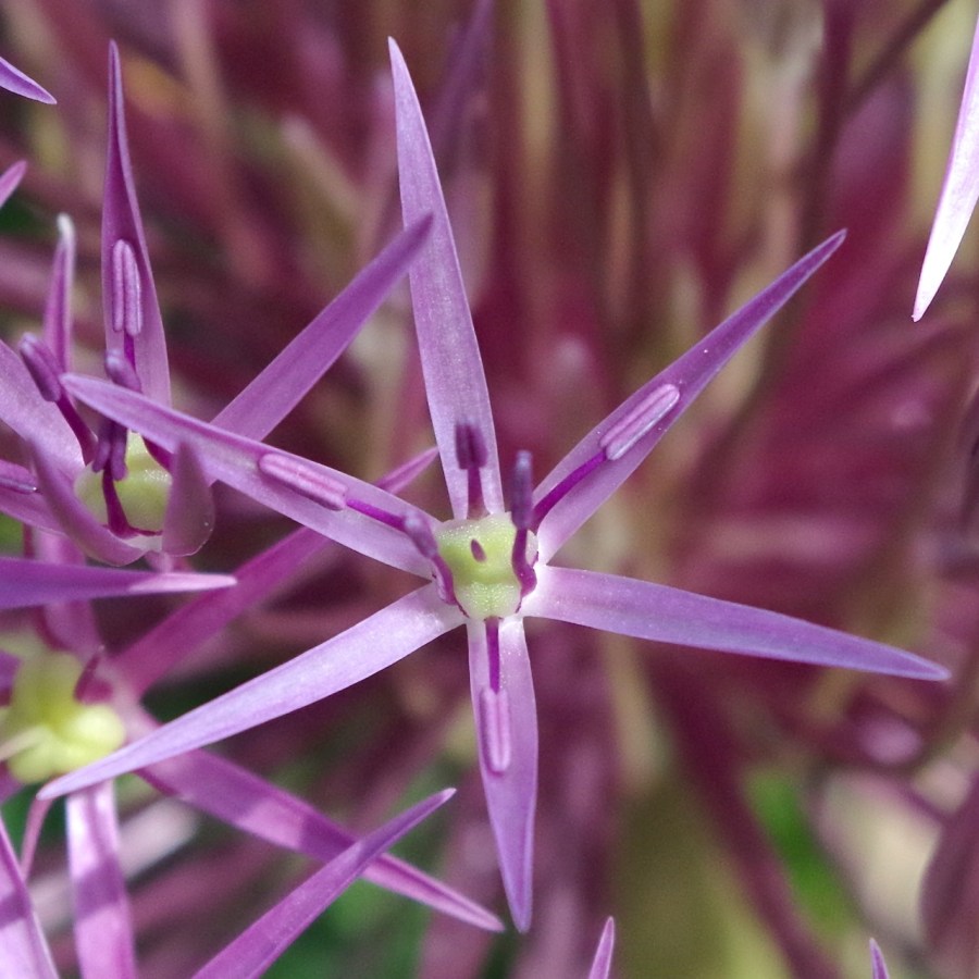 Allium Heads, Dorset