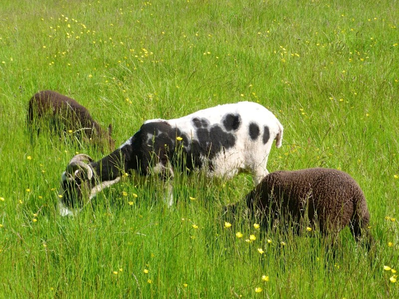Jacob Sheep, Totnell, Dorset 10
