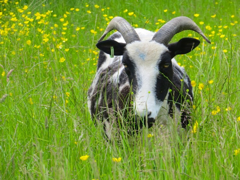 Jacob Sheep, Totnell, Dorset 2