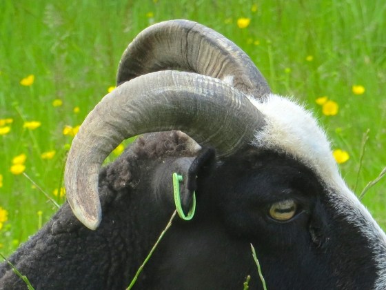 Jacob Sheep, Totnell, Dorset 3