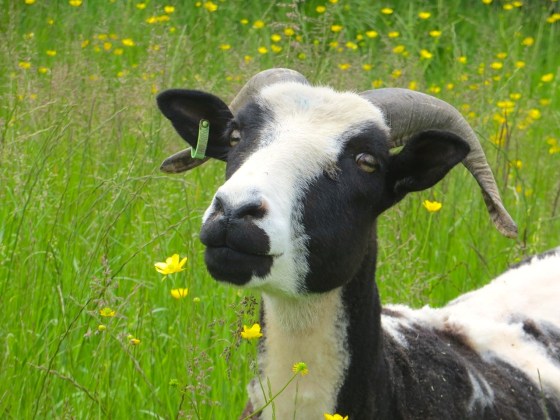 Jacob Sheep, Totnell, Dorset 4