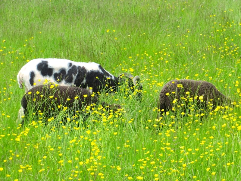 Jacob Sheep, Totnell, Dorset 7