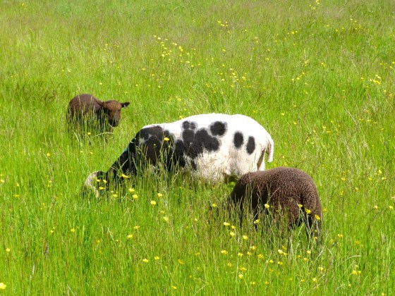 Jacob Sheep, Totnell, Dorset 9