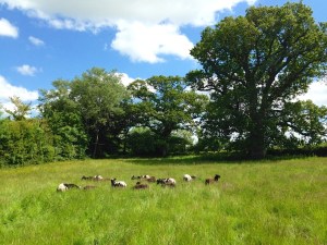 JACOB SHEEP Totnell, Dorset i