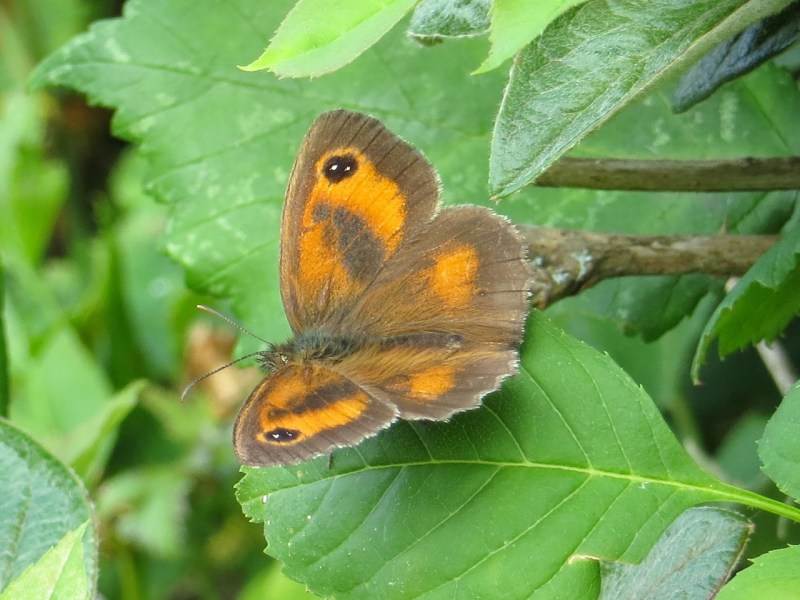 Gatekeeper Butterfly, Dorset