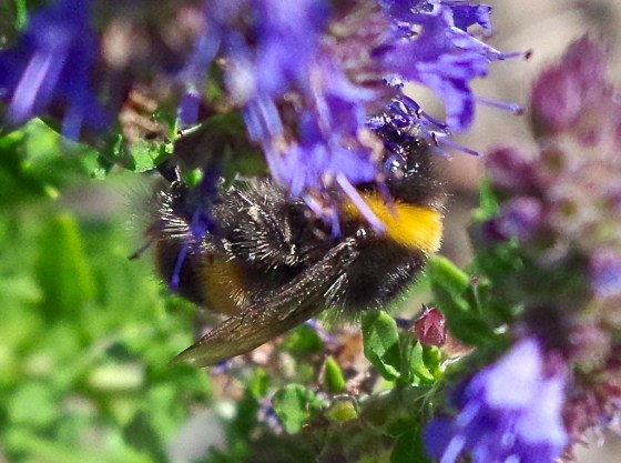 White-tailed Bumblebee (Bombus lucorum), Dorset