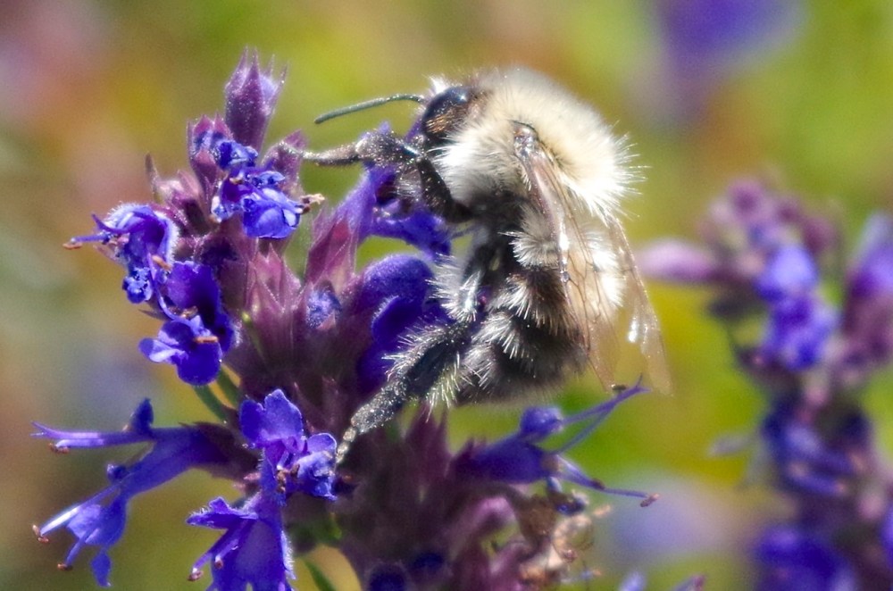 Bees in August, Dorset