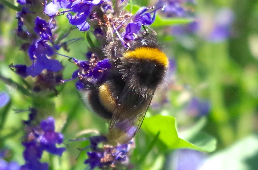 White-tailed Bumblebee (Bombus lucorum), Dorset