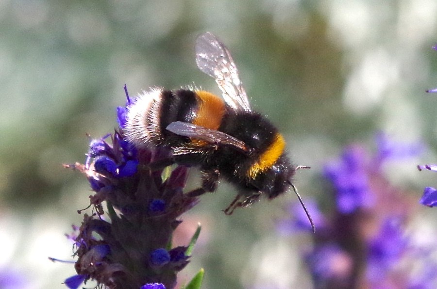 White-tailed Bumblebee (Bombus lucorum), Dorset