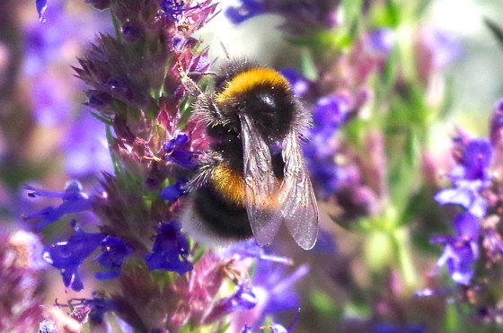 White-tailed Bumblebee (Bombus lucorum), Dorset