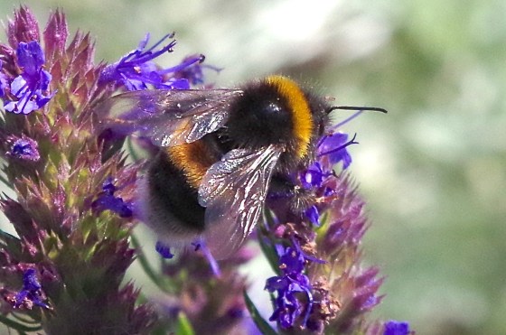 White-tailed Bumblebee (Bombus lucorum), Dorset