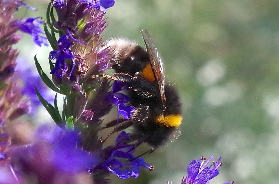 White-tailed Bumblebee (Bombus lucorum), Dorset