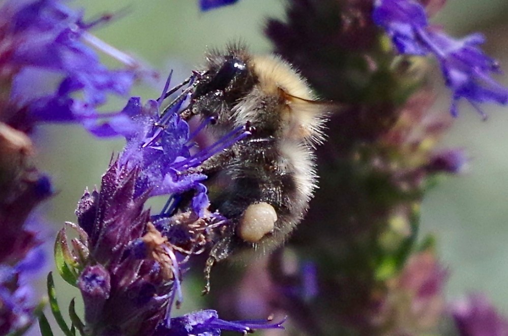 Bees in August, Dorset