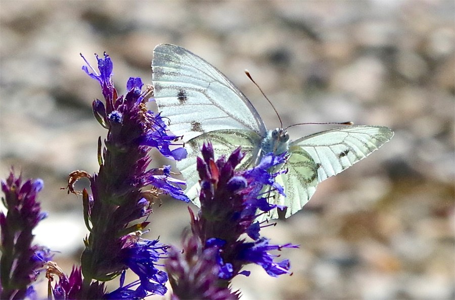 Green-veined white butterfly, Dorset
