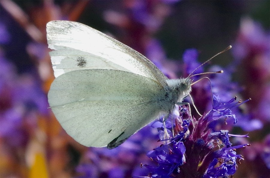 Large white butterfly, Dorset