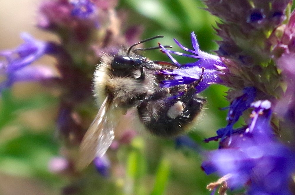 Bees in August, Dorset