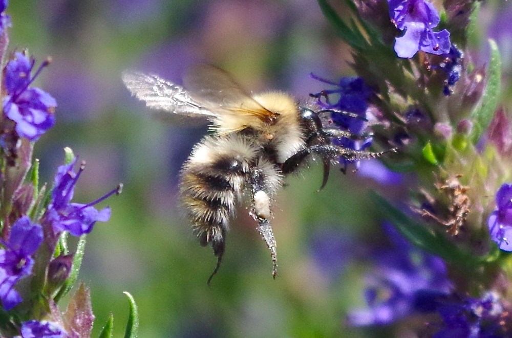 Bees in August, Dorset
